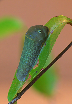 Eastern Tiger
Swallowtail Caterpillar